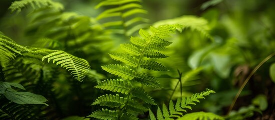 Sticker - Detailed close up of a vibrant green fern leaf with intricate patterns and textures in nature