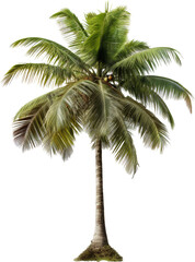 Poster - coconut tree isolated on white or transparent background,transparency 