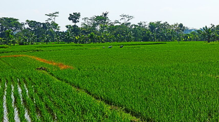 green rural atmosphere, there are rice fields and rice farms in malang city, east java, indonesia.