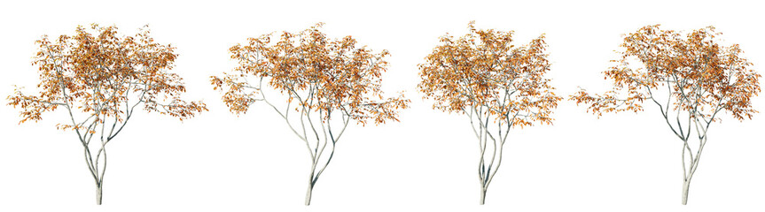 Wall Mural - Isolated trees gardening,Amelanchier tree on transparent background.3d rendering PNG