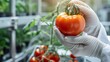 hand scientist hold tomato in technology laboratory. GMO and laboratory studies, vegetable, laboratory, biology, science, agriculture, chemical, research, modification.