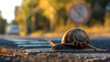 Schnecke Igel Schildkröte im Straßenverkehr als Symbol für ein Tempolimit in Deutschland lustige Symbolisierung Sarkasmus Generative AI