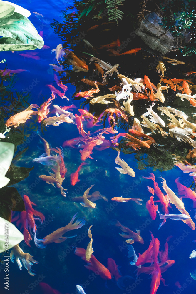 ,Close-up of fish in water,Red tilapia fish farming, tubtim fish ...