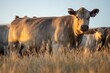 © Phoebe - cow in a field at sunset on a summer in a dry drought in summer in australia on at agricultural farm