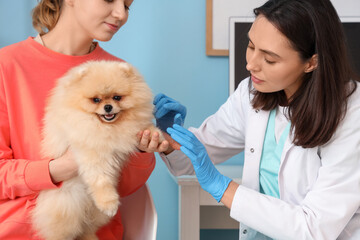 Sticker - Female veterinarian and owner examining cute Pomeranian dog in clinic