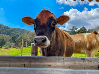 Peaceful cow enjoying the pasture