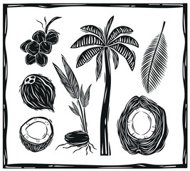 Sticker - Set of coconut, palm tree, leaves and seedlings in woodcut style. Tropical food fruit, vintage illustration