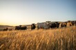 © William - cows and calfs grazing on dry tall grass on a hill in summer in australia. beautiful fat herd of cattle on an agricultural farm in an australian in summer