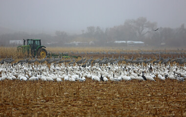 Wall Mural - Birds waiting for corn - Bosque del Apache National Wildlife Refuge, New Mexico