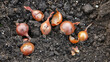 A of miniature onion bulbs nestled in the soil their papery skins crinkled and ready to burst with flavor.