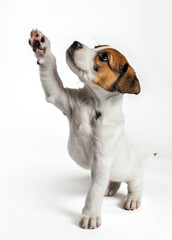 Wall Mural - Adorable tricolor Jack Russell Terrier puppy standing on hind legs against a white background with space for text, perfect for pet-related content