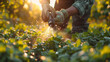 close up of a Farmer spraying herbicides, pesticides, or insecticides on vegetable green plants with protective clothes and gloves