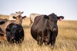 © William - fat Beef cows and calfs grazing on grass in south west victoria, Australia. in summer grazing on dry tall pasture. breeds include angus and murray grey livestock