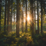 Fototapeta Krajobraz - Wald Panorama mit Sonnenstrahlen