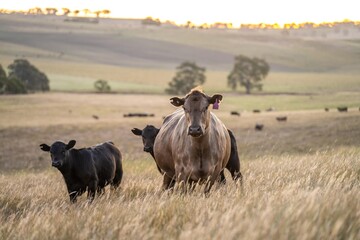 cows and calfs grazing on dry tall grass on a hill in summer in australia. beautiful fat herd of cattle on an agricultural farm in an australian in summer