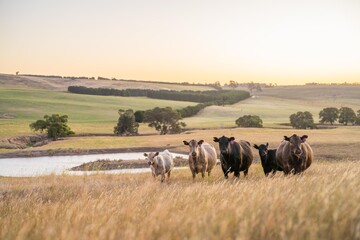 Portrait of Cows in a field grazing. Regenerative agriculture farm storing co2 in the soil with carbon sequestration. tall long pasture in a paddock on a farm in australia in a drought