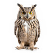 Owl isolated on white background.