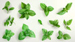 Basil Leaves Various green basil leaves  Isolated on White Background Mint Leafs

