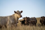 Fototapeta Sawanna - Portrait of Cows in a field grazing. Regenerative agriculture farm storing co2 in the soil with carbon sequestration. tall long pasture in a paddock on a farm in australia in a drought