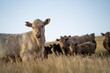 © Phoebe - Fat Beef cows grazing on native grasses in a field on a farm practicing regenerative agriculture in Australia. Hereford cattle on pasture. livestock Cows in a field at sunset with golden light.