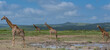 Giraffen im Naturreservat im Hluhluwe Nationalpark Südafrika