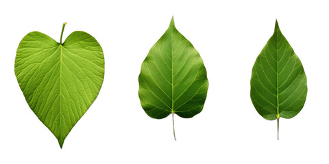  Collection of emerald green leaves isolated on a transparent background | png file