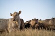 © Phoebe - cow in a field at sunset on a summer in a dry drought in summer in australia on at agricultural farm
