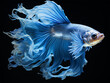 © boedak kreatif - portrait of blue betta fish on black background, generative ai