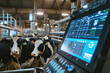 A high-tech cow farm managed by artificial intelligence. Dashboard with phrase AI and cows.