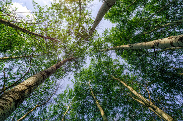 Wall Mural - bottom view of tall trees in the forest against the sky and clouds