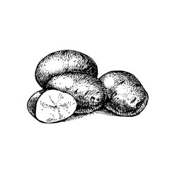 Wall Mural - Hand drawn sketch vegetable potatoes. Eco food.Vector vintage black and white illustration