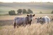 © Phoebe - cow in a field at sunset on a summer in a dry drought in summer in australia on at agricultural farm