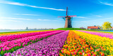 Fototapeta Tulipany - dutch windmill in spring. tulip field with windmill. windmill and tulips