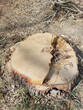 stump of the cutted tree in the forest