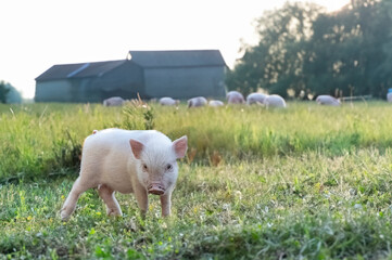 Wall Mural - miniature pig in farm