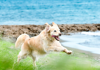 Canvas Print - obedience training with a golden retriever