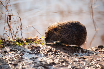 Wall Mural - Nutria, coypu herbivorous, semiaquatic rodent member of the family Myocastoridae on the riverbed, baby animals, habintant wetlands, river rat