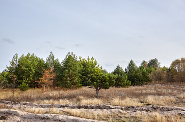 Wall Mural - Conifer trees in the forest against a blue sky on a sunny day. Beautiful nature landscape