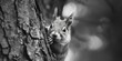 A black and white photo of a curious squirrel peeking out of a tree. Great for nature and wildlife themes