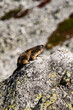 Marmotte dans les alpes