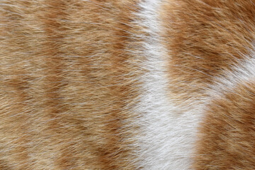 Sticker - Cat fur texture background. Ginger and white cat fur texture.