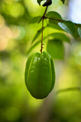 Wall Mural - Star fruit on the tree