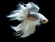 © boedak kreatif - portrait of white betta fish on black background, generative ai