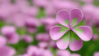 Three-leaf green clover grows in spring. Colored greeting background for St. Patrick's Day