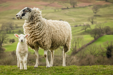 Wall Mural - swaledale mule ewe, or female sheep looking to the left and her young lamb facing forward, with a ba