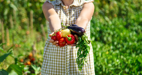 Wall Mural - A woman is harvesting vegetables in the garden. Selective focus.