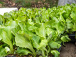 Group of lettuce plants ready for planting