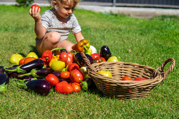 Wall Mural - A child is harvesting vegetables in the garden. Selective focus.