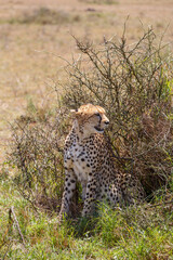 Wall Mural - Cheetah looking back at the savannah