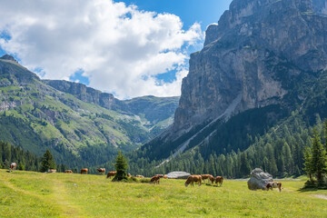 Poster - Meadow in the Alps with grazing cows in the valley